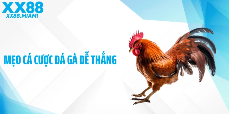 Mẹo Cá Cược Đá Gà Dễ Thắng Với Chiến Thuật Thực Chiến